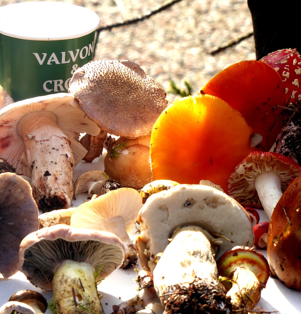 From the V&C fungi foray — wild mushrooms gathered for the table